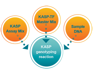 KASP genotyping reaction